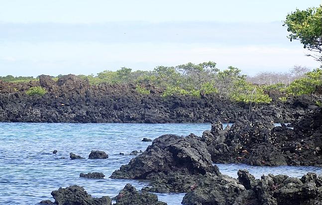 Isabela Island Galapagos