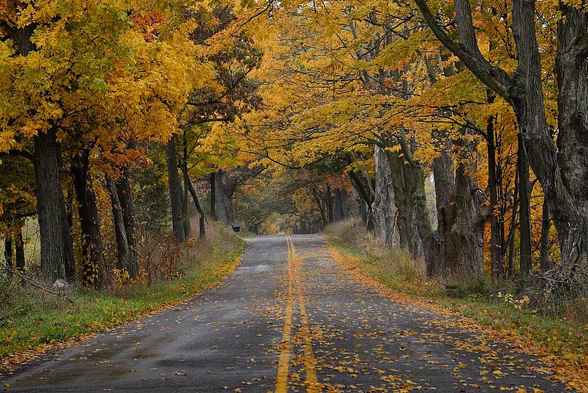 Viele Tonnen Laub bleiben jedes Jahr auf deutschen Straßen liegen. Für die Spaziergänger ist das Herbstgold zwar schön anzusehen, für die Kommunen ist es allerdings eher lästig. (Foto: <a href="https://flic.kr/p/ppHfCk" target="_blank">Simon Thalman