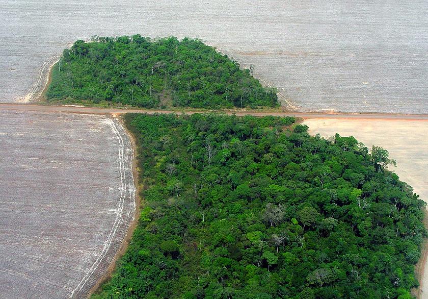 Übrig gebliebenes Waldstück in einem Baumwollfeld im Nordwesten des brasilianischen Bundesstaates Mato Grosso. 