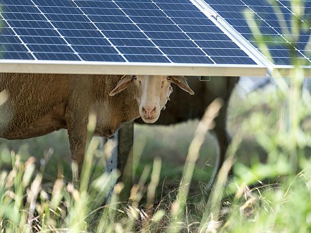 Schaf unter einem Solarmodul in einem Solarpark