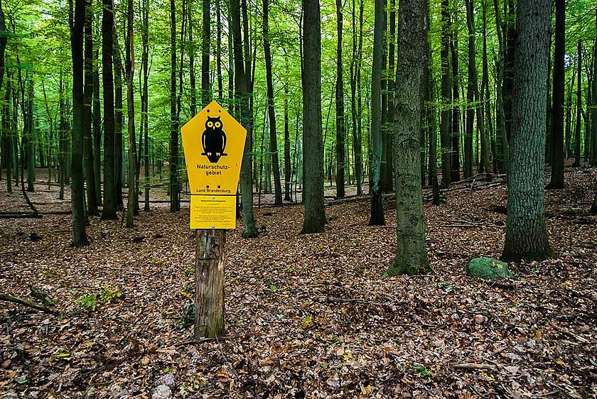 Deutschland hat für die Fauna-Flora-Habitat-Richtlinie zu wenige Flächen unter Naturschutz gestellt, wogegen die EU nun vorgeht. Dabei wären mehr Naturschutzgebiete wie der Grumsiner Forst im Nordosten Brandenburgs notwendig, um alte Buchenbestände zu
