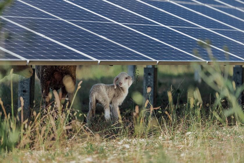 Schafe auf Wiese unter den hochgestellten Solarmodulen eines Solarparks