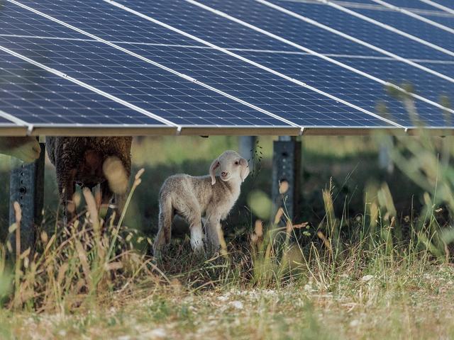 Schafe auf Wiese unter den hochgestellten Solarmodulen eines Solarparks