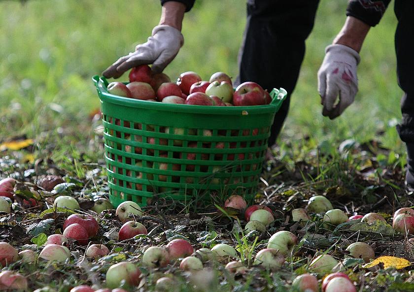 Landwirt beim Sammeln von Äpfeln auf einer Streuobstwiese. (Bild: © Albrecht E. Arnold  / pixelio.de)