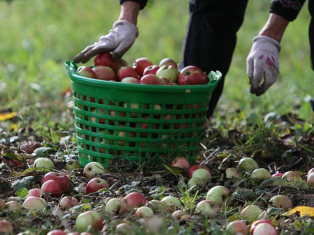 Landwirt beim Sammeln von Äpfeln auf einer Streuobstwiese. (Bild: © Albrecht E. Arnold  / pixelio.de)