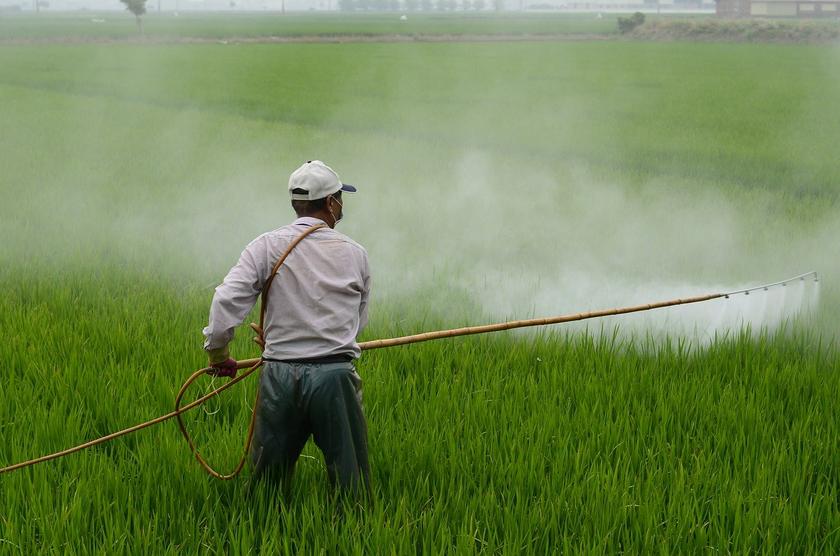 Bauer sprüht Pestizide im Reisfeld