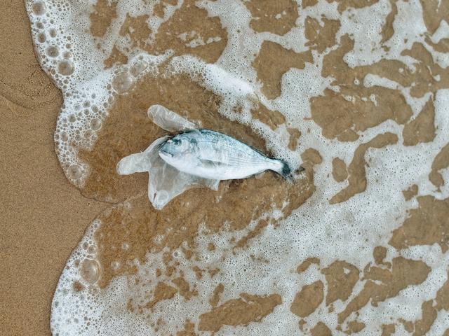 Fisch mit Plastik am Strand