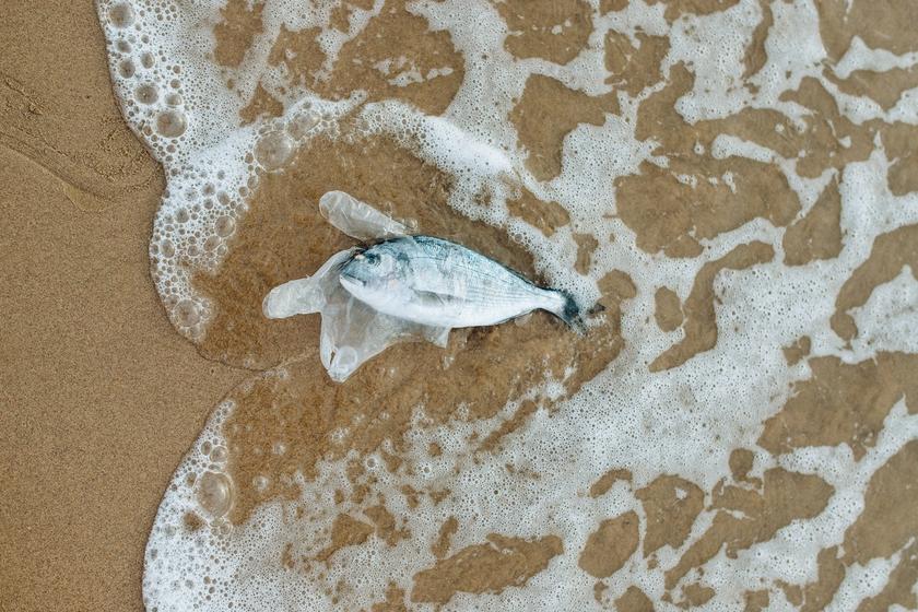 Fisch mit Plastik am Strand