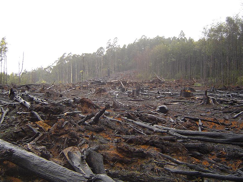 Abgebrannte Waldflächen