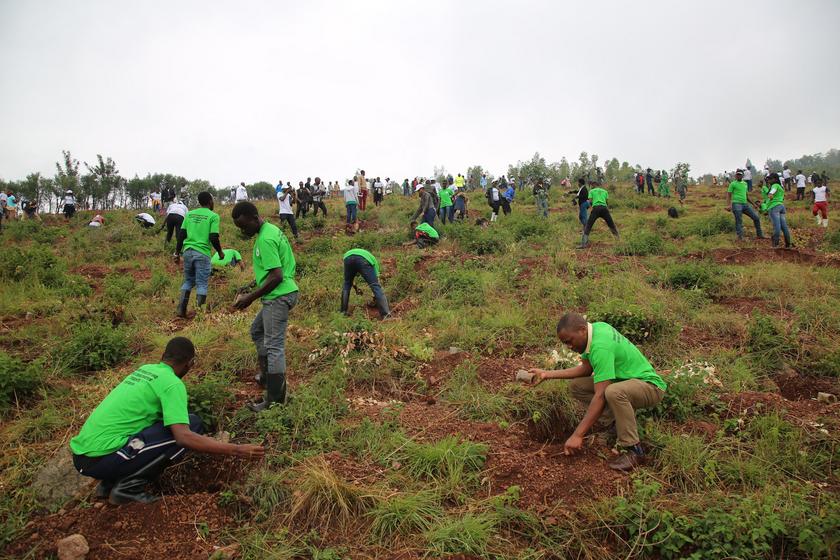 Menschen in grünen T-Shirts pflanzen Bäume 