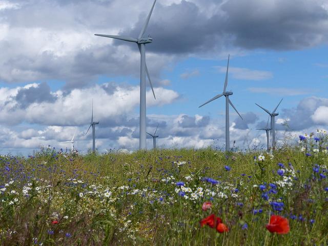 Windenergieanlagen in Wildblumenwiese