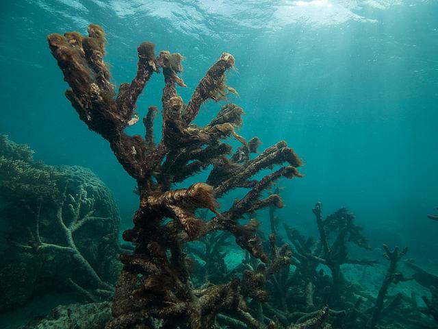 Beleuchtet von der Sonne, die die Meeresoberfläche durchbricht, ist im Wasser eine tote Koralle, umwoben von Algen, zu sehen.