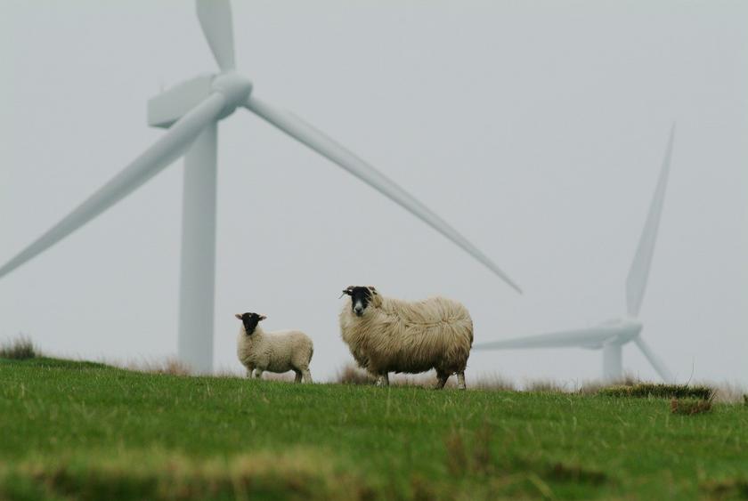 zwei Schafe, zwei Windkraftanlagen