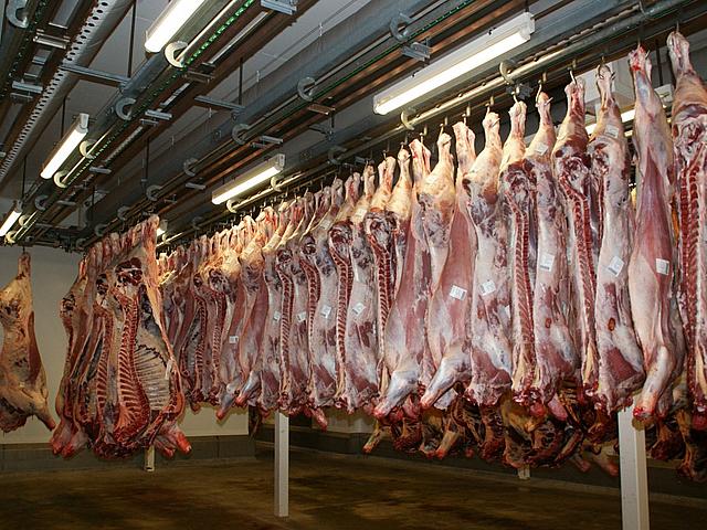 Die Körper von toten Schweinen hängen an Haken in einem Kühlungsraum.
