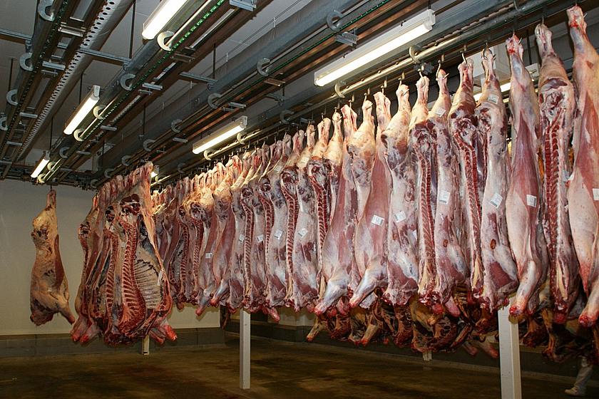Die Körper von toten Schweinen hängen an Haken in einem Kühlungsraum.