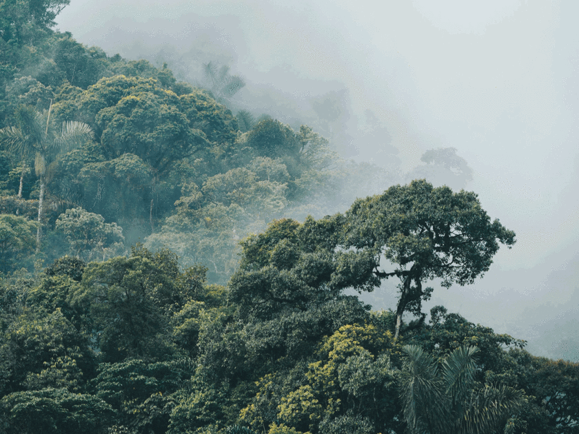 Amazonas-Regenwald in Ecuador