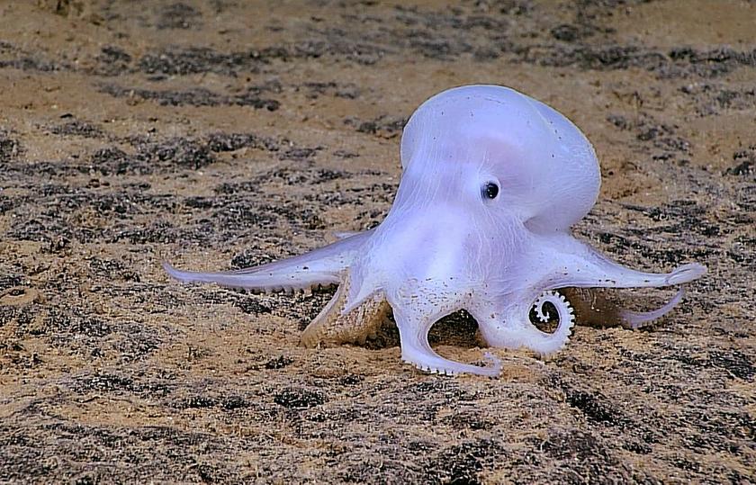 Tiefsee-Octopus Casper