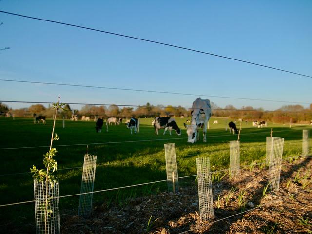 Frisch gepflanzte Setzlinge mit Baumschutz. Im Hintergrund Kühe auf einer Weide.