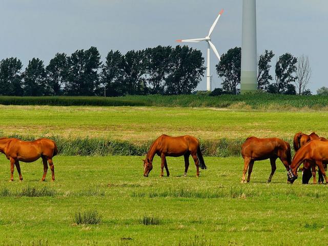 Pferde auf einer Wiese, im Hintergrund zwei Windräder