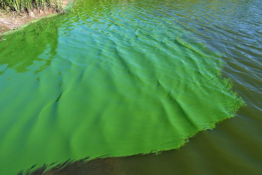 Cyanobakterien im Wasser bilden einen grünen Teppich