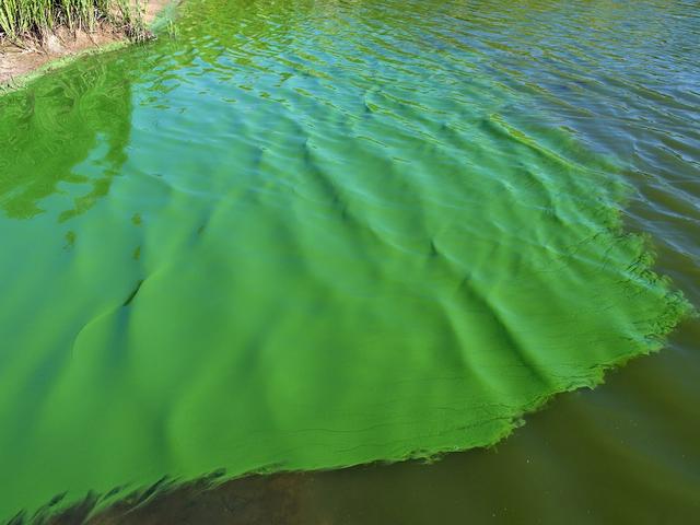 Cyanobakterien im Wasser bilden einen grünen Teppich