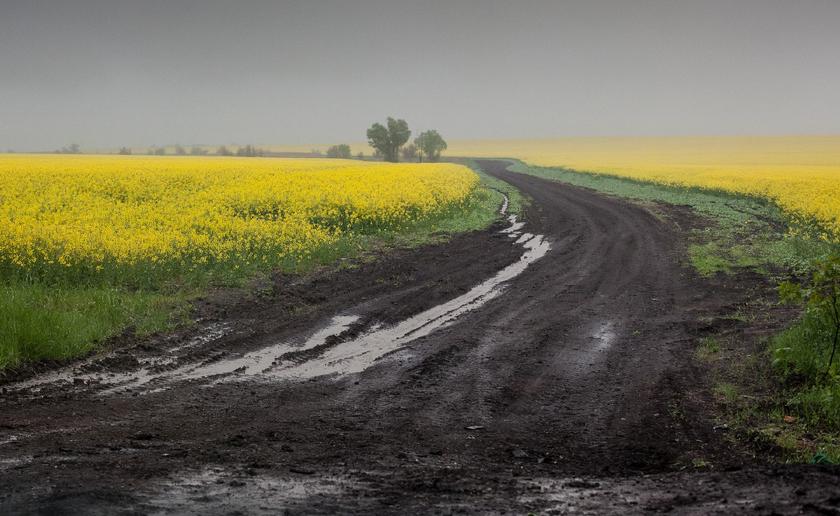 Blühende Felder mit gelben Raps und dazwischen ein Weg aus schwarzer Erde.
