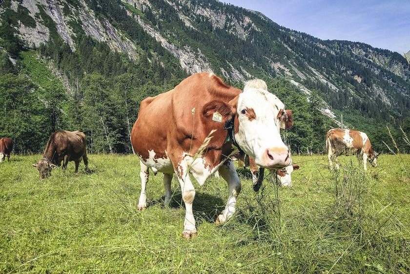 Kuh schaut auf einer Weide in die Kamera, im Hintergrund ein Berpanorama