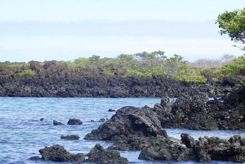 Isabela Island Galapagos