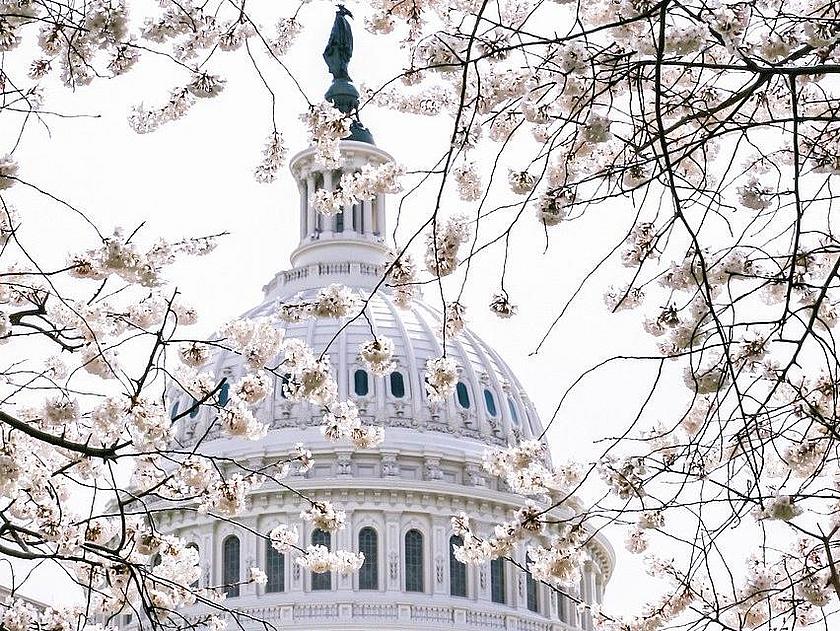 Die Kuppel des Kapitols in Washington D.C.. Im Vordergrund sind Blumen und Sträucher zu sehen.