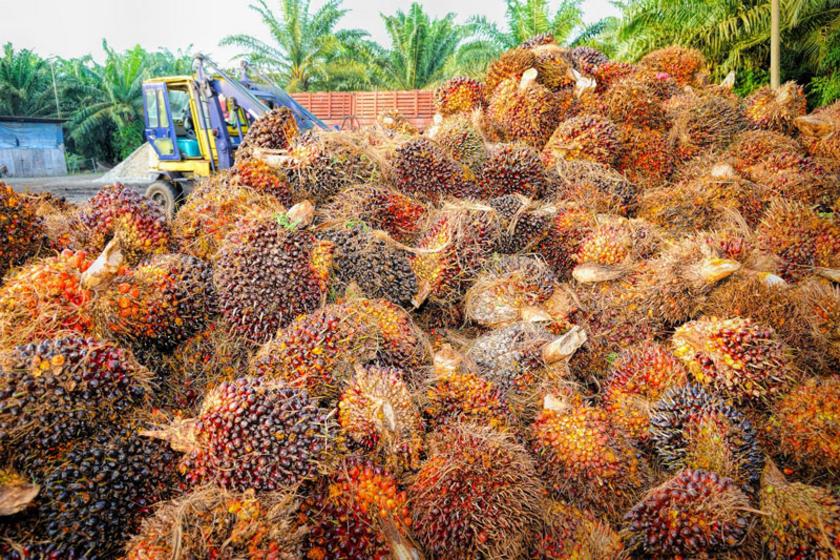 Ein Berg Palmölfrüchte.