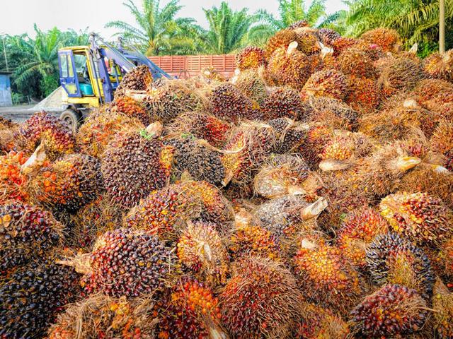 Ein Berg Palmölfrüchte.