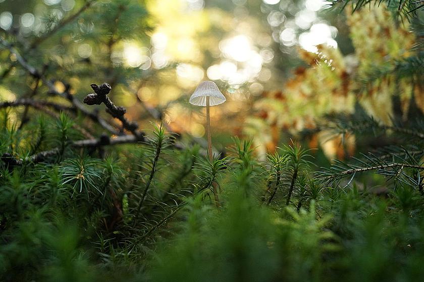 Pilz im Moosgeflecht, im Hintergrund Wald