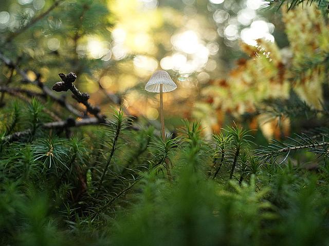 Pilz im Moosgeflecht, im Hintergrund Wald