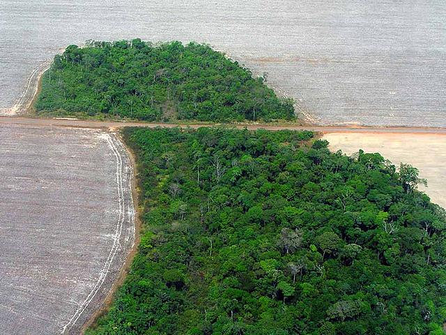Leider ein typisches Bild: Ein übrig gebliebenes Waldstück mitten in einem Baumwollfeld im Nordwesten des brasilianischen Bundesstaates Mato Grosso, nahe dem Nationalpark Xingu. (Foto: Pedro Biondi/ABr, Agência Brasil, wikimedia commons, CC BY 3.0 BR)