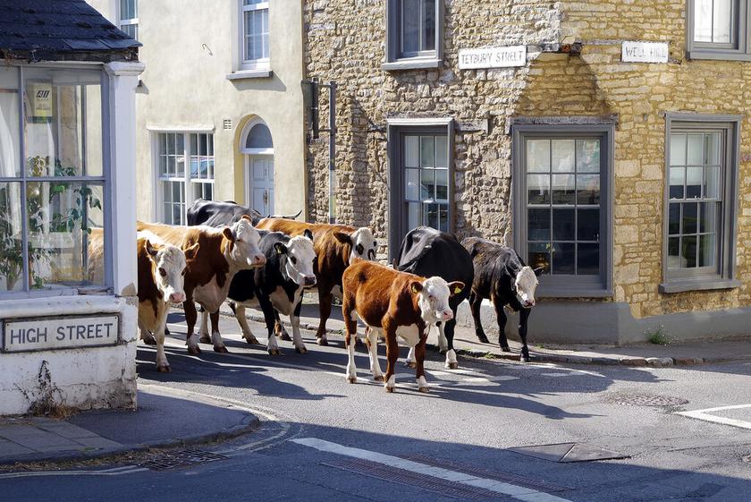 Kühe auf einer Straße in einem Dorf in England