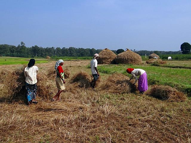 Ein Feld auf dem Reis angebaut wird. Darauf Arbeiter, die mit einer Kopfbedeckung zum Schutz vor der Sonne arbeiten.