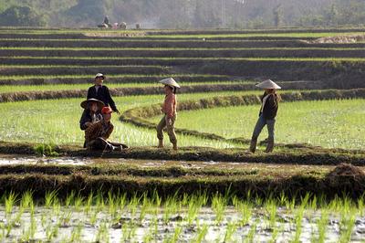 Reisbauern auf einem Reisfeld in Laos