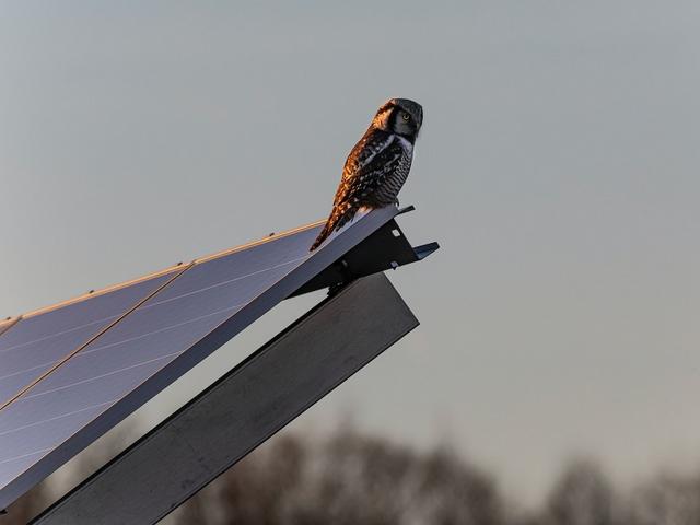 Eule sitzt auf einem Solarpaneel
