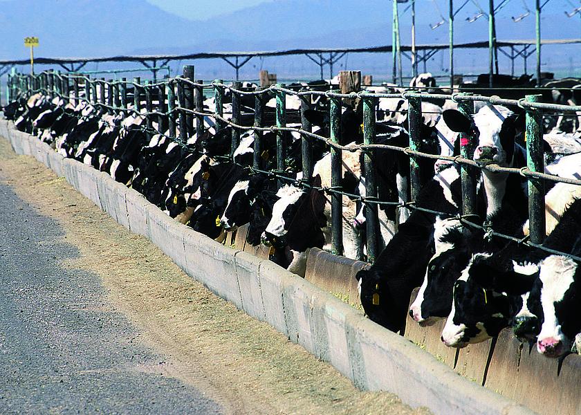 Viele Kühe stehen nebeneinander aufgereit an einem langen Futtertrog.