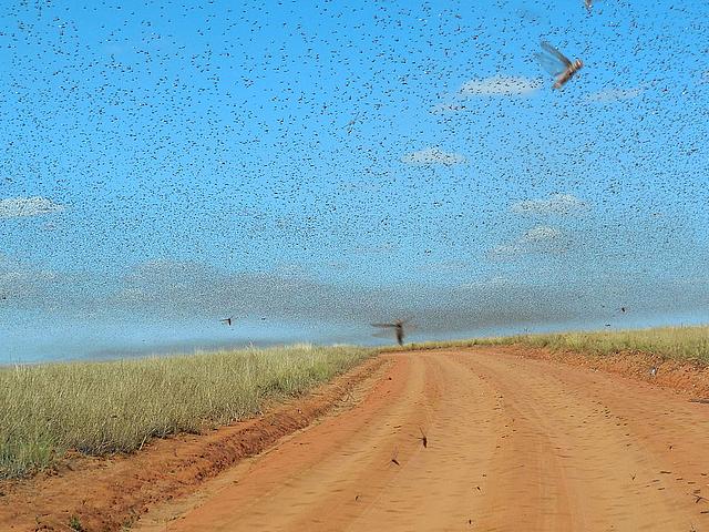 Ein riesiger Schwarm von Heuschrecken, die den Himmel verdunkeln, ziehen über ein Feld in Madagaskar.
