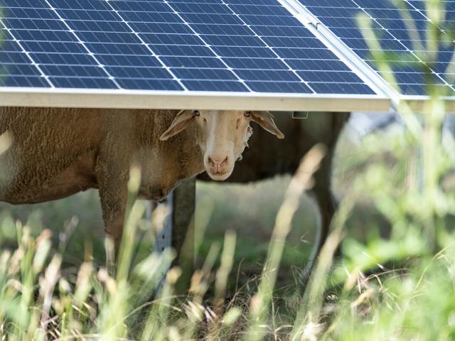 Schaf unter einem Solarmodul in einem Solarpark