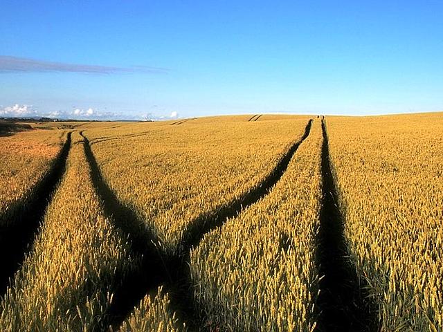 Mit TTIP kommen amerikanische Umwelt-Standards nach Deutschland – etwa mit genmanipuliertem und pestizidverseuchtem Getreide – was hier keiner haben will. (Foto: © pixabay CC0 Public Domain)