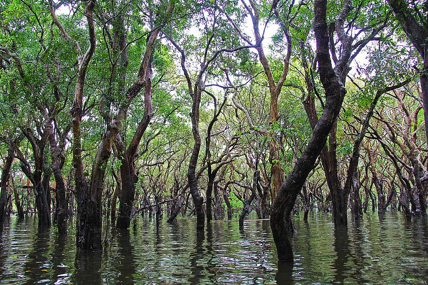 Mangrovenwald in Kambodscha