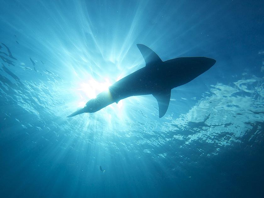 Nach neuesten Erkenntnissen könnte auch der Weiße Hai deutlich stärker bedroht sein als bisher angenommen. (Foto: <a href="https://flic.kr/p/oHVLa6" target="_blank">Elias Levy / flickr.com</a>, <a href="https://creativecommons.org/licenses/by/2.0/" tar