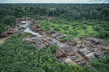 Hier stand einmal dichter Regenwald. Brasiliens Umweltbehörde IBAMA verfolgt seit Jahren die illegale Abholzung.