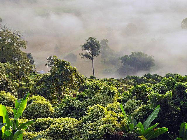 Regenwald in Thailand