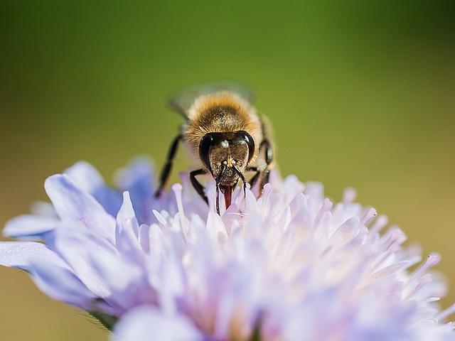 Viele Pflanzen unserer heimischen Flora sind auf die Bestäubung der Blüten durch Bienen angewiesen. Diese und andere Ökosystemleistungen gelten auf der diesjährigen Vertragsstaatenkonferenz als zentrales Thema. (Foto: <a href="https://www.flickr.com/p