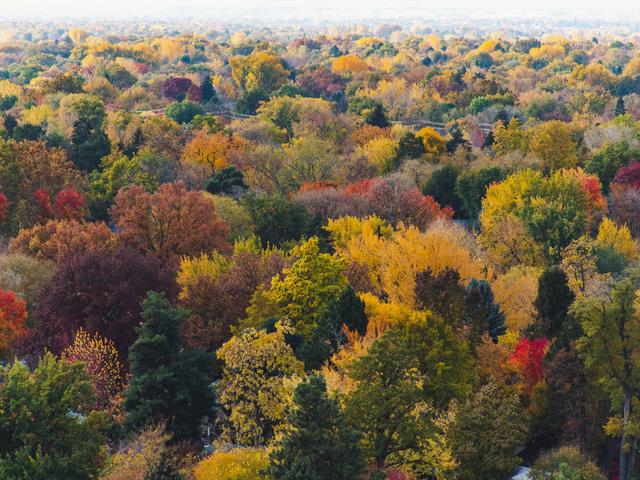 Luftaufnahme eines Waldes im Herbst, in verschiedensten Farben, von rot über gelb bis grün
