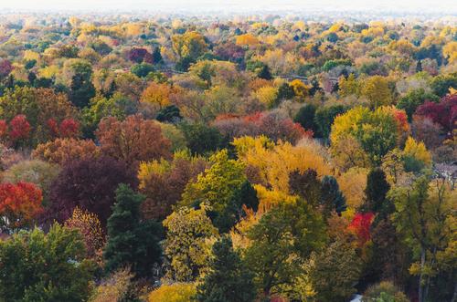 Luftaufnahme eines Waldes im Herbst, in verschiedensten Farben, von rot über gelb bis grün