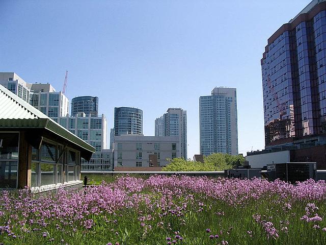 In Toronto müssen schon seit 2009 Dächer begrünt werden. (Foto: sookie, flickr.cm, CC BY 2.0)